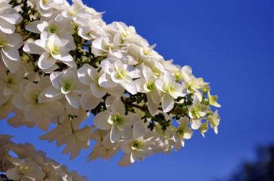 あじさい/hydrangea in 権現堂