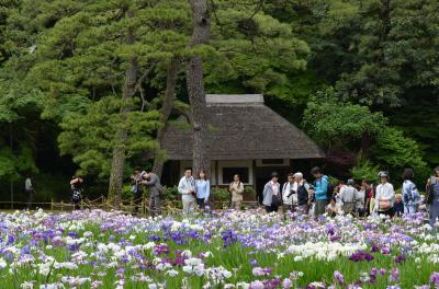 花菖蒲　東京は小石川後楽園、水元公園