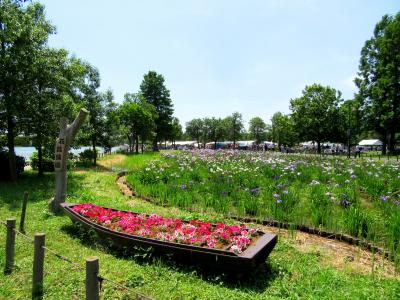 2016年6月葛飾菖蒲まつり　【水元公園】　楽しめました♪～