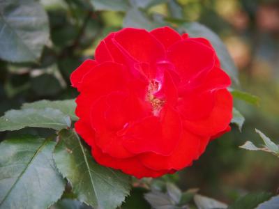 千葉市都市緑化植物園のバラ園part2