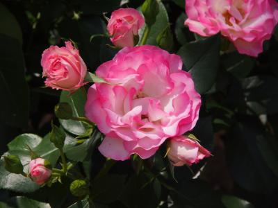 千葉市都市緑化植物園のバラ園part3