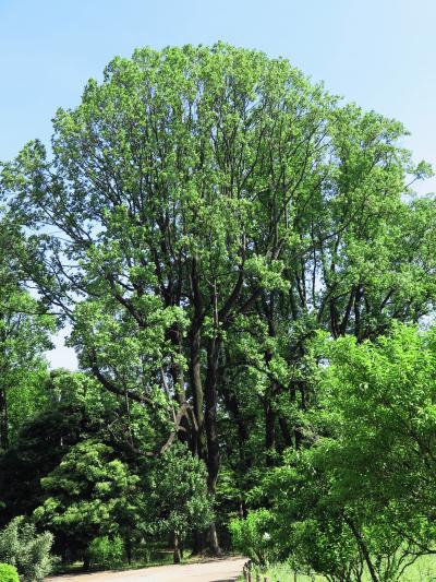 神代植物公園1/6　広い園内ひとめぐり　　☆ユリノキの巨木も