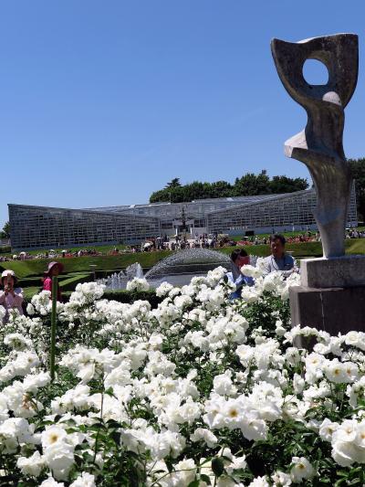 神代植物公園4/6　バラ園ｂ　春のバラフェスタ　☆多彩に409品種・5,200株も