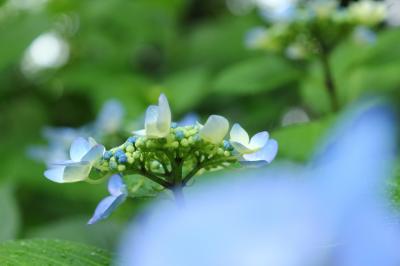 雨でも花から花へ♪　鶴舞公園＆庄内緑地公園　