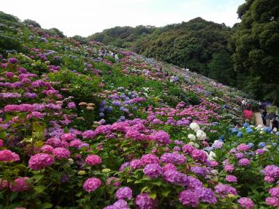 2016年形原温泉の紫陽花祭り