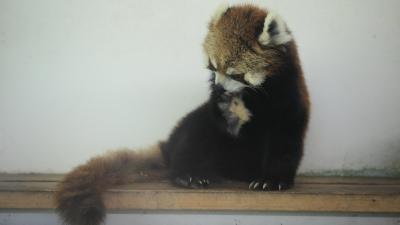 040島流し　怪しいおじさん２人で安佐動物公園