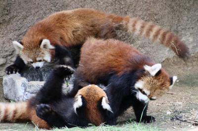 初夏の鯖江・神戸のレッサーパンダを求めて北陸から近畿へ（６）【神戸編３】神戸どうぶつ王国レッサーパンダ特集：まだゼロ才の三つ子の朝日くん・須々ちゃん・陽那ちゃんは超絶可愛くて元気一杯！