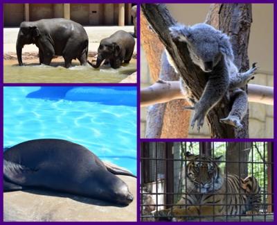 名古屋・大阪・姫路・台北・札幌・小樽にお出かけした１か月間のホリディ～２０１６年５月８日ー６月８日　No.2 初めての名古屋①～東京駅から東山動物園へ～２０１６年５月１２日（木）