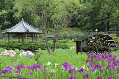 見ごろ前の花菖蒲園　永澤寺