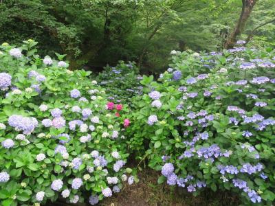 高幡不動にあじさい詣♪