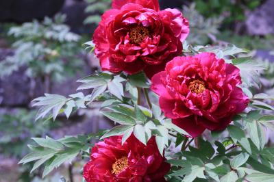 うるわしの奈良　ひとり旅　(1)長谷寺と牡丹