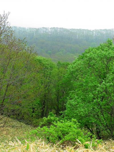 釧路-6　釧路湿原展望台　樹間から眺める大地　☆探勝歩道は入口だけ