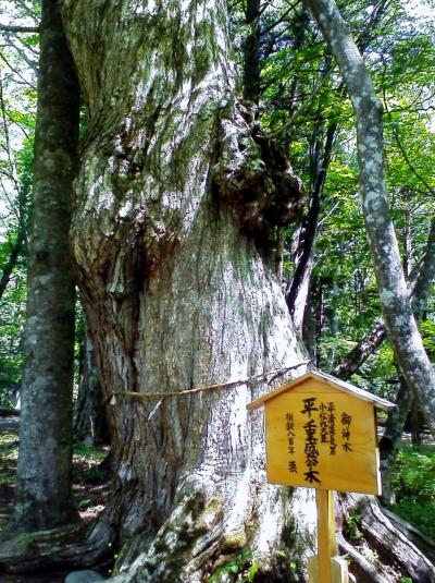 2016年６月湯西川温泉まで爽やかな風に誘われて森林浴を楽しみました。