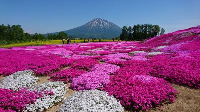 札幌から気楽に行けるピンク色の絨毯