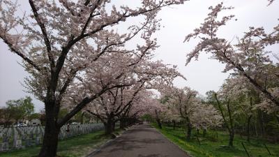 北海道の桜はこの時期に見ることができます！