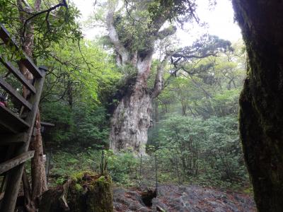 縄文杉を近くで観る。