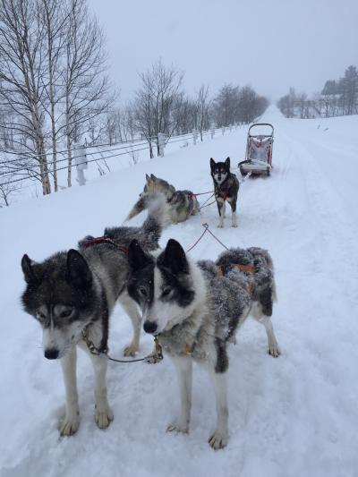 サラリーマン転覆隊 極寒・犬ぞりバトル in 北海道