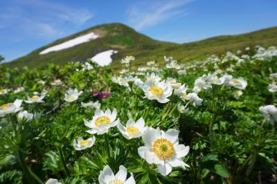 東北の花の名峰・焼石岳　日帰り登山