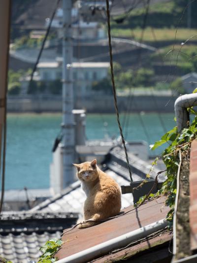 尾道は猫の道その１