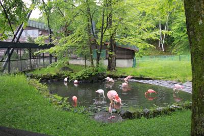 初夏の北海道・道央-道北の旅2016①～旭山動物園～