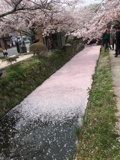 桜の京都ちょい歩き