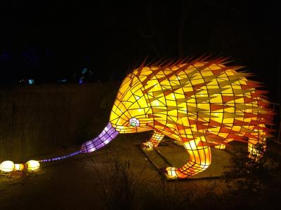 ★★ Vivid Sydney 2016 at Taronga Zoo - ビビッド・シドニー2016 タロンガ動物園 ライトアップ