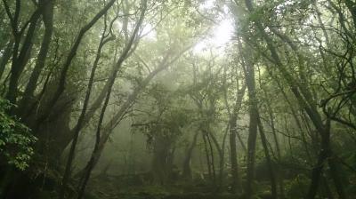 幻想的な森と透き通った海！梅雨の屋久島ひとり旅3日目2016.6