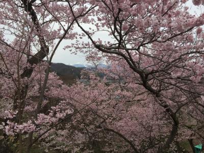 2016.4月　日帰り　高遠城址公園の桜