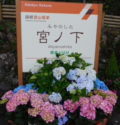 富士屋ホテル ☆ 宮ノ下の紫陽花