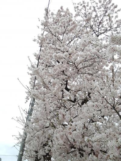 皇居　春の一般公開