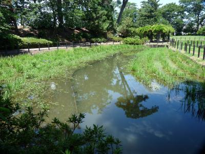 華蔵寺公園のハナショウブ_2016(2)_ほぼ壊滅状態でした（群馬県・伊勢崎市）