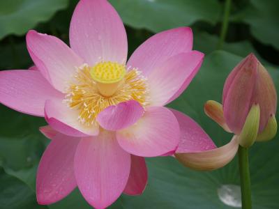 大賀ハスを見に