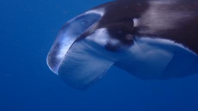 石垣島今年初ダイビングはやっぱりここでした！！毎年恒例！！