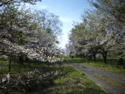 十和田市と十和田湖の桜