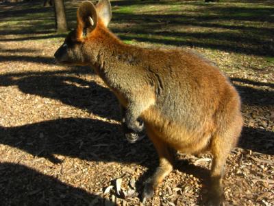 オーストラリア最大級の動物園、タロンガウエストプレインズ動物園（ダボ・オーストラリア）