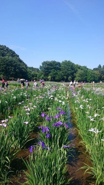 暑い～！この夏初の猛暑日、10万本の花菖蒲が咲き誇る『東村山菖蒲まつり』　駅からハイキング