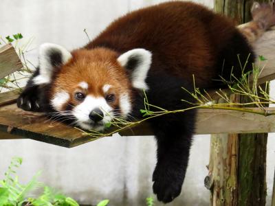 夏のレッサーパンダ紀行【２】 とくしま動物園  雨上がりのまったりファミリー、ミンミンちゃんの今年の出産はなさそうですね