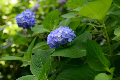 紫陽花の新宿御苑歩き