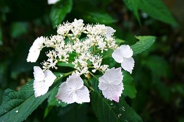 紫陽花　　ＩＮ　　平松緑地