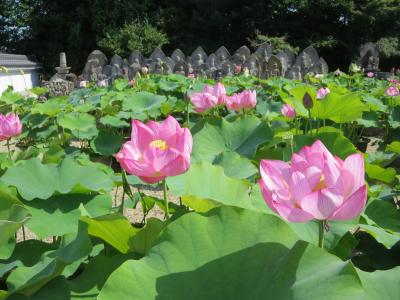 １人で歩く梅雨の晴れ間の奈良☆喜光寺☆この時期は蓮のお花を見にいくぞ～(^o^)／