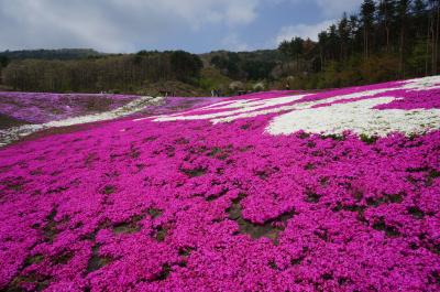 ２０１６ＧＷ東北の旅①（ジュピアランドひらたの芝桜）