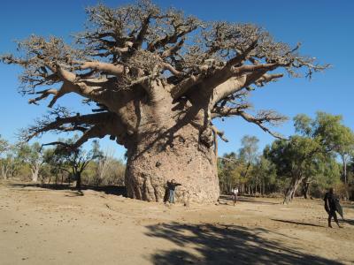 モロンべでバオバブサファリ、ユニークな形!