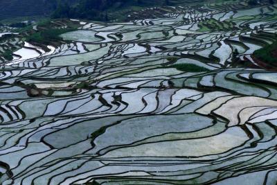 雲南省　バスに揺られて棚田巡り　その４　ハニ族の棚田村