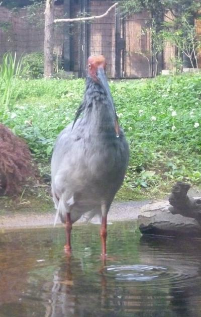 佐渡島１　トキの森公園