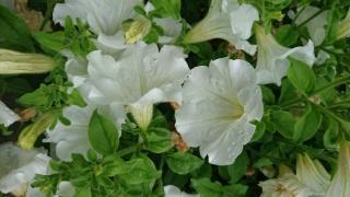 日帰り山梨旅行★サントリー白州工場