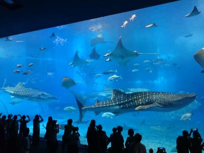 5才児と行く沖縄③~2日目・前半~