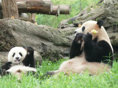 はたして、四川省に長期滞在できるか？（2）熊猫楽園