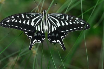 伊丹市昆虫館　蝶々が1,000匹舞うチョウ温室が凄い　モスラーが可愛いですね