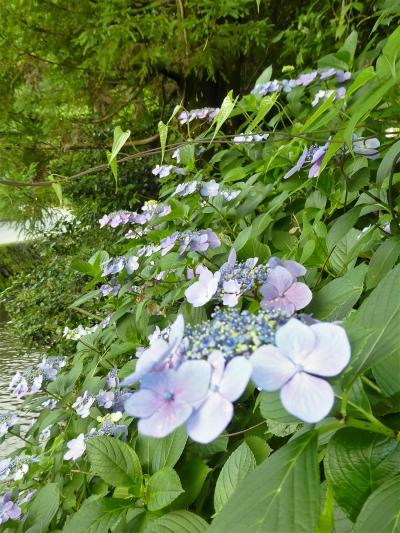 ＷＴ信の湯布院療養日誌：6月15日(水）サロンの雰囲気漂うリハビリ室 