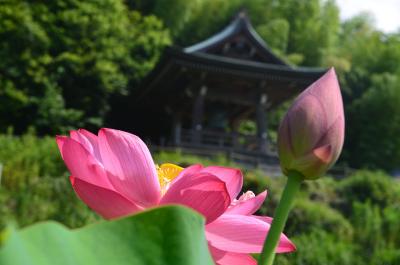 蓮を見に… 1.蓮興寺 2016.07.01